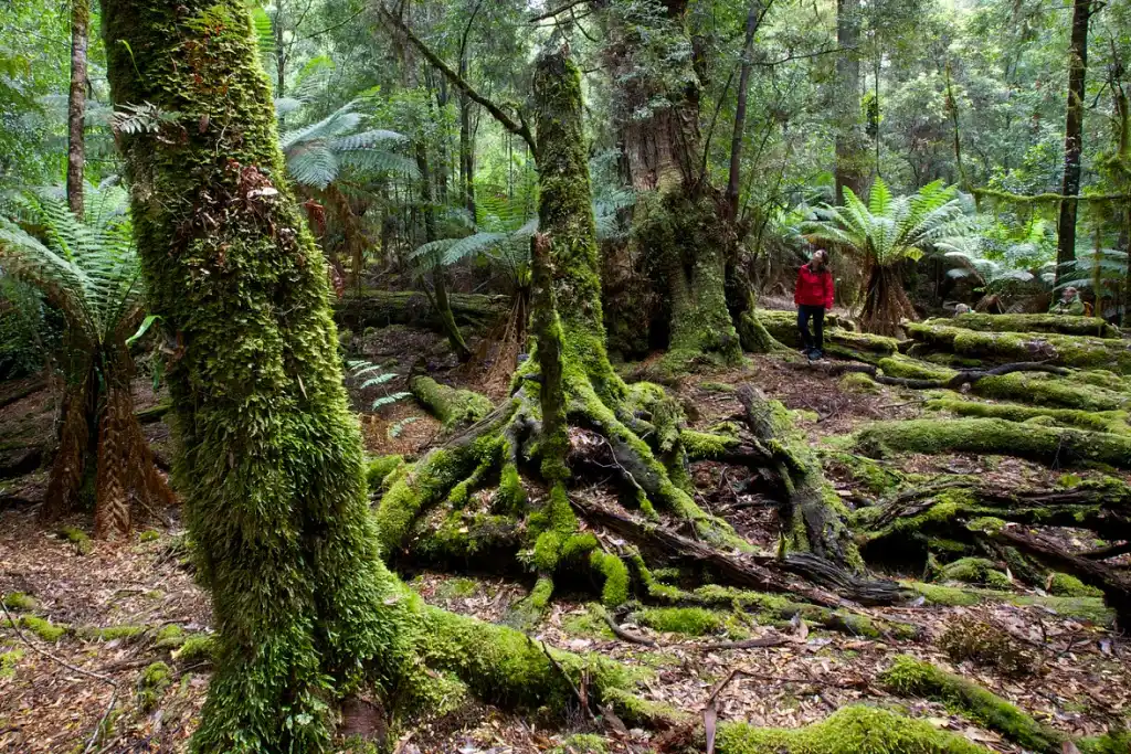 the-tarkine-drive